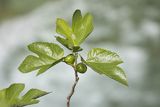 Figowiec pospolity, Ficus carica, Park Narodowy Picos de Europa, Kantabria, Hiszpania