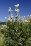 wiązówka błotna Filipendula ulmaria