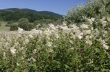 wiązówka błotna Filipendula ulmaria pod Tarnicą