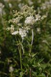 wiązówka błotna Filipendula ulmaria