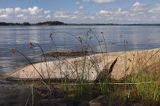 wyspa Karjaluoto, szkiery Turku, Finlandia, oczeret jeziorny, Scripus lacustris Karjaluoto Island, Finland, Common Clubrush, Scripus lacustris