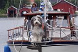 pies na jachcie, wyspa Uto, szkiery Turku, Finlandia a dog, Uto Island, Turku Archipelago, Finland