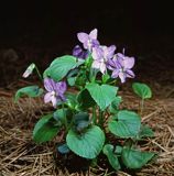 Fiołki leśne Viola silvestris