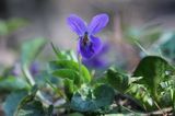 Fiołek leśny, Viola reichenbachiana, Viola silvestris