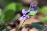 Fiołek leśny, Viola reichenbachiana, Viola silvestris