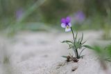 Fiołek trójbarwny, Viola tricolor, nadmorski