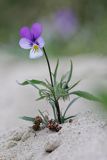 Fiołek trójbarwny, Viola tricolor