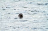 Foka pospolita, Phoca vitulina, Zachodnia Szwecja, Skagerrak, Bałtyk