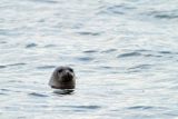 Foka pospolita, Phoca vitulina, Zachodnia Szwecja, Skagerrak, Bałtyk