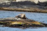 Foka pospolita, Phoca vitulina, Zachodnia Szwecja, Skagerrak, Bałtyk