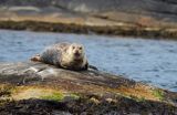 Foka pospolita, Phoca vitulina, Zachodnia Szwecja, Skagerrak, Bałtyk