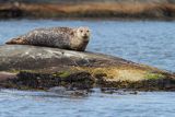 Foka pospolita, Phoca vitulina, Zachodnia Szwecja, Skagerrak, Bałtyk