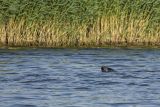 Foka szara, Halichoerus grypus, szarytka morska w Wiśle