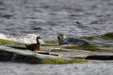 Foki w Bałtyku, Foka szara, Halichoerus grypus, szarytka morska