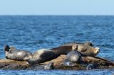 Foka pospolita, Phoca vitulina, Hallands Vadero, Zachodnia Szwecja, Kattegat, Bałtyk