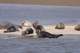 foki /szare i pospolite/ na łachach koło wyspy Norderney, Wyspy Wschodnio-Fryzyjskie, Waddenzee, Niemcy, Morze Wattowe