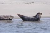 foki /szare i pospolite/ na łachach koło wyspy Norderney, Wyspy Wschodnio-Fryzyjskie, Waddenzee, Niemcy, Morze Wattowe