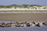 foki /szare i pospolite/ na łachach koło wyspy Norderney, Wyspy Wschodnio-Fryzyjskie, Waddenzee, Niemcy, Morze Wattowe