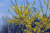 Forsycja pośrednia łac: Forsythia intermedia)