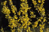 Forsycja pośrednia łac: Forsythia intermedia)