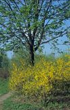 Forsycja pośrednia łac: Forsythia intermedia)