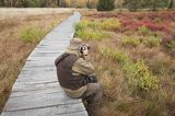 fotograf przyrody, torfowisko Tarnawa, Bieszczady