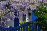 Fouesnant, Finistere, Bretania, Francja, Glicynia chińska, słodlin chiński, wisteria chińska Wisteria sinensis) ,