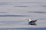 Fulmar, petrel, Fulmarus glacialis