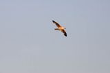 Fulmar, petrel, Fulmarus glacialis