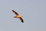 Fulmar, petrel, Fulmarus glacialis