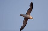 Fulmar, petrel, Fulmarus glacialis