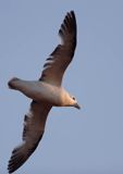 Fulmar, petrel, Fulmarus glacialis