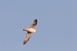 Fulmar, petrel, Fulmarus glacialis