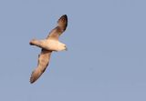 Fulmar, petrel, Fulmarus glacialis