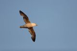 Fulmar, petrel, Fulmarus glacialis