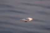 Fulmar, petrel, Fulmarus glacialis