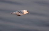 Fulmar, petrel, Fulmarus glacialis