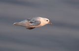 Fulmar, petrel, Fulmarus glacialis