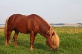 Koń, kucyk na wyspie Fur, Limfjord, Jutlandia, Dania