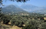 Grecja, Kreta, Gaje oliwne