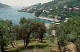 Wybrzeże Morza Śródziemnego Gaj oliwny