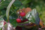 Gaulteria płożąca Procumbens Gaultheria Procumbens) . owoce