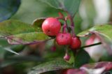 Gaulteria płożąca Procumbens Gaultheria Procumbens) . owoce