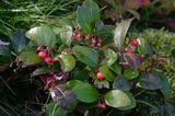 Gaulteria płożąca Procumbens Gaultheria Procumbens) . owoce