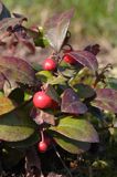 Gaulteria płożąca Procumbens Gaultheria Procumbens) . owoce