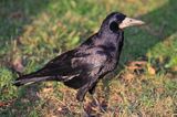 gawron, gapa, Corvus frugilegus, The Rook