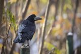 Gawron, Corvus frugilegus