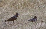 gawrony na polu Corvus frugilegus