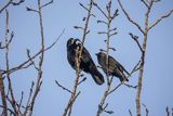 Gawron, Corvus frugilegus i kawka Coloeus monedula syn. Corvus monedula