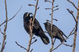 Gawron, Corvus frugilegus i kawka Coloeus monedula syn. Corvus monedula